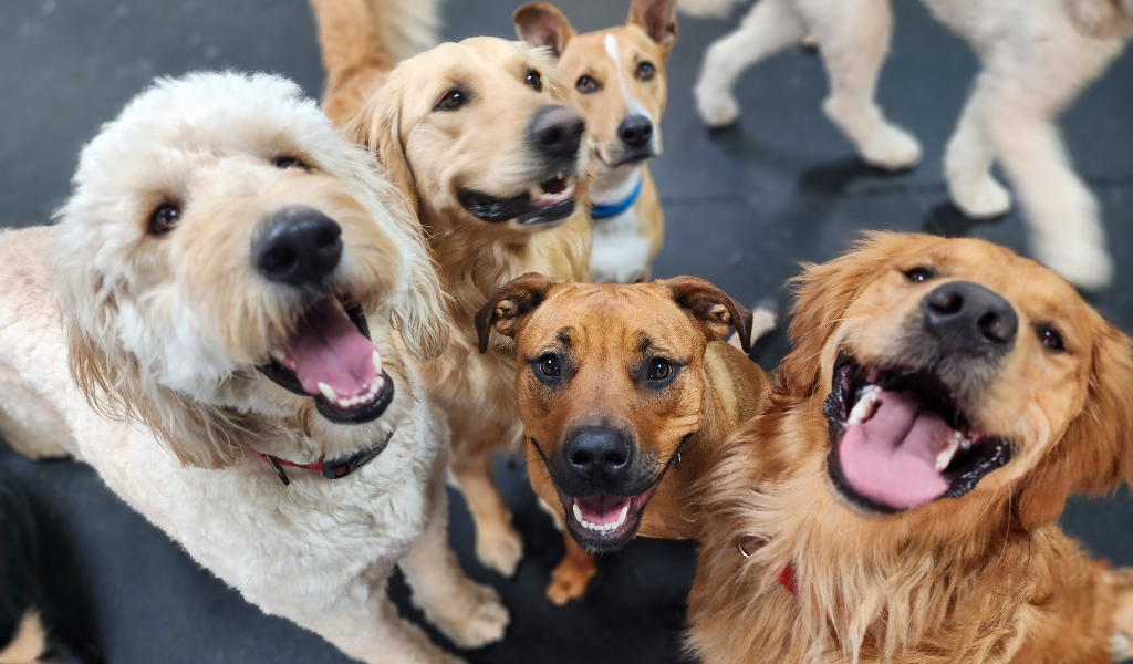 a group of dogs smiling at the camera