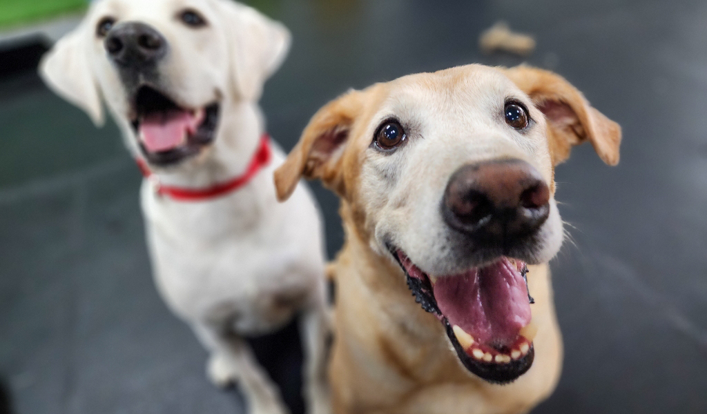 two dogs smiling at the camera at dog daycare in san jose, california