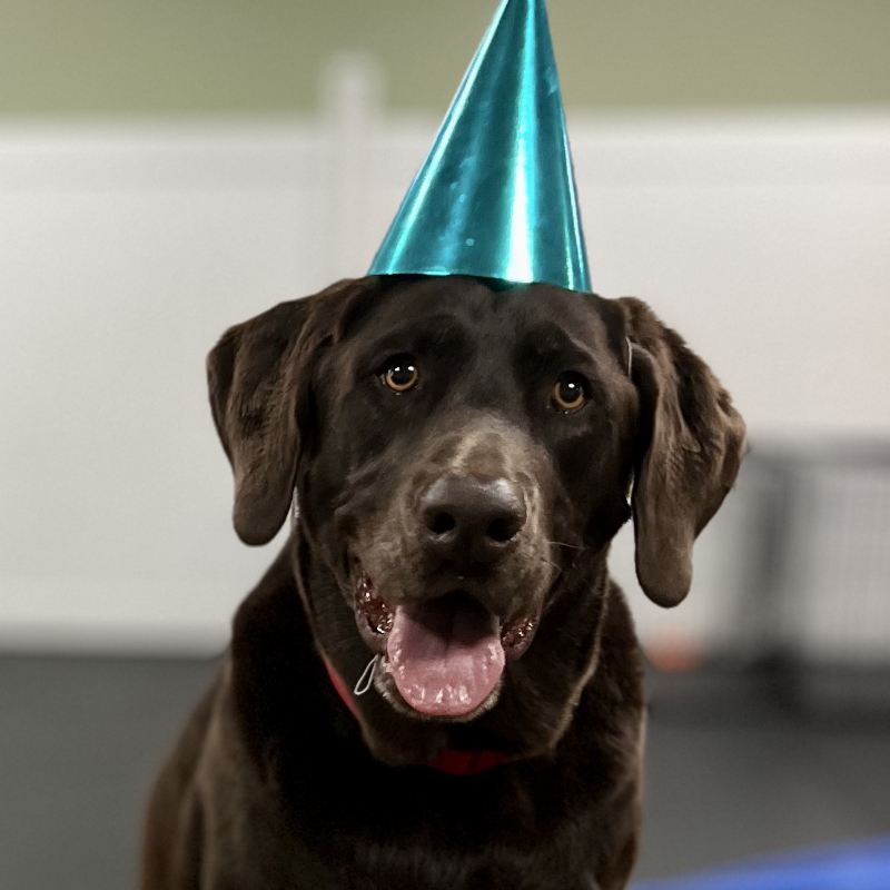 dog with a birthday hat at dog daycare