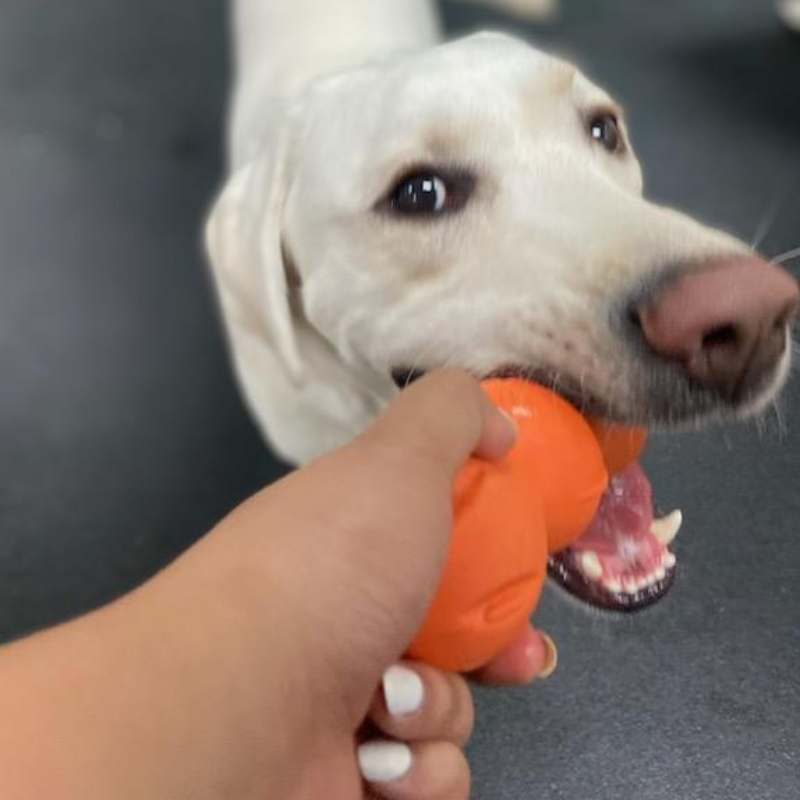 dog chewing on a stuffed kong at dog daycare in san jose