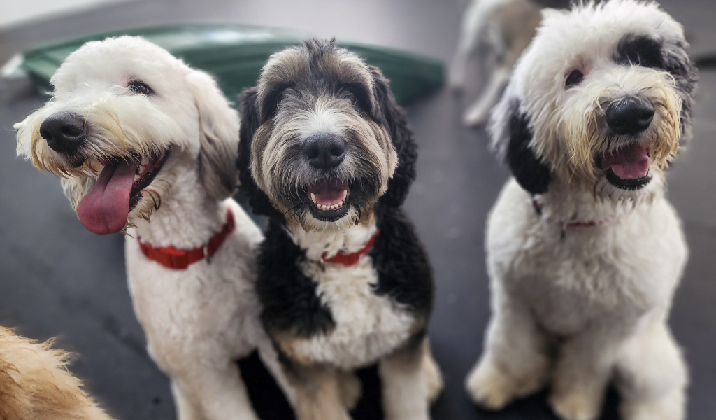 three dogs sitting together at dog daycare