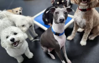 group of dogs at dog daycare in san jose