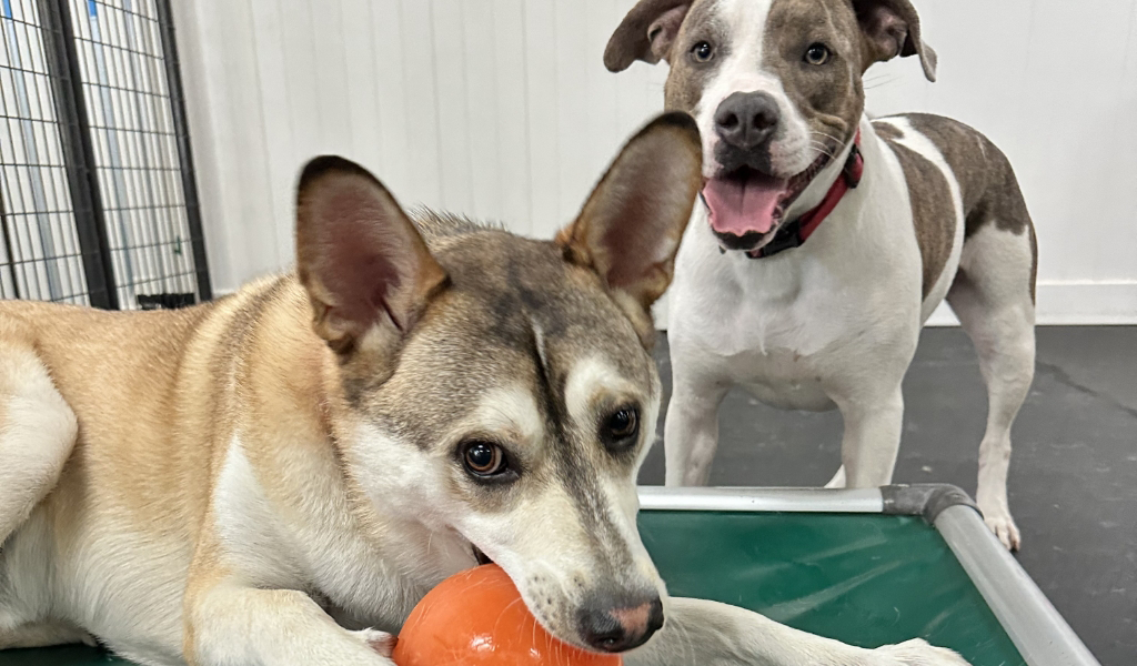 two dogs playing at dog daycare