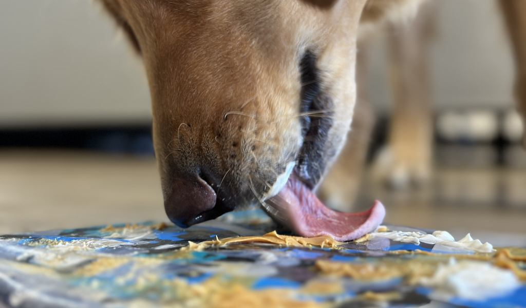 dog licking peanut butter at dog daycare