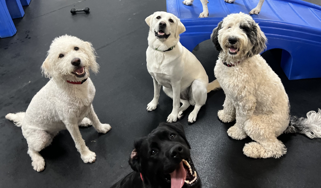 four dogs at dog daycare