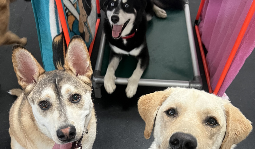 three dogs at dog daycare