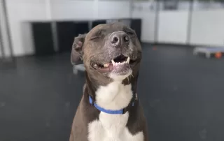 dog smiling at the camera