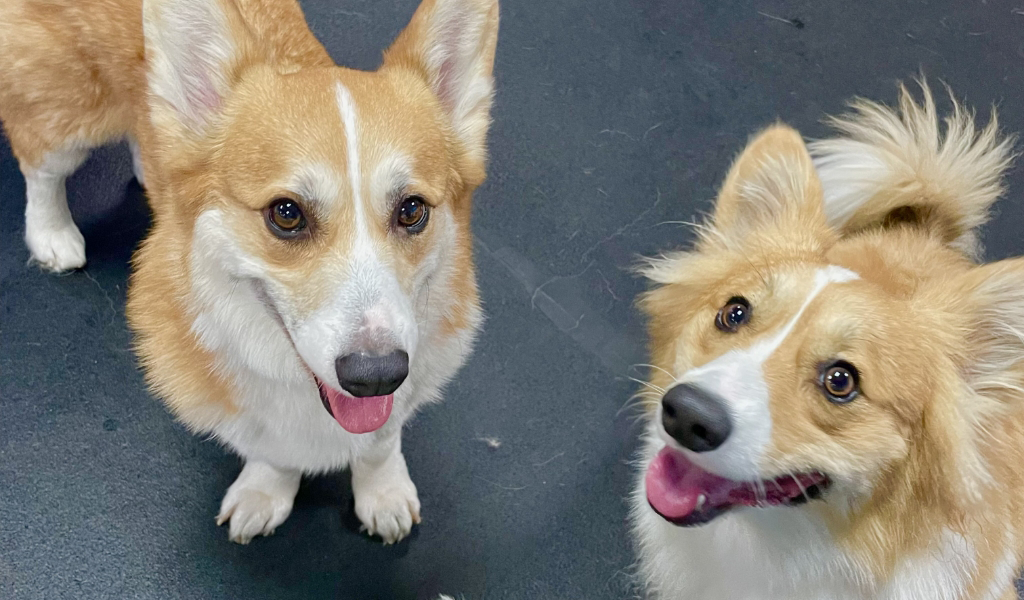 two dogs at dog daycare