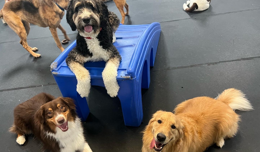 group of dogs at dog daycare and boarding