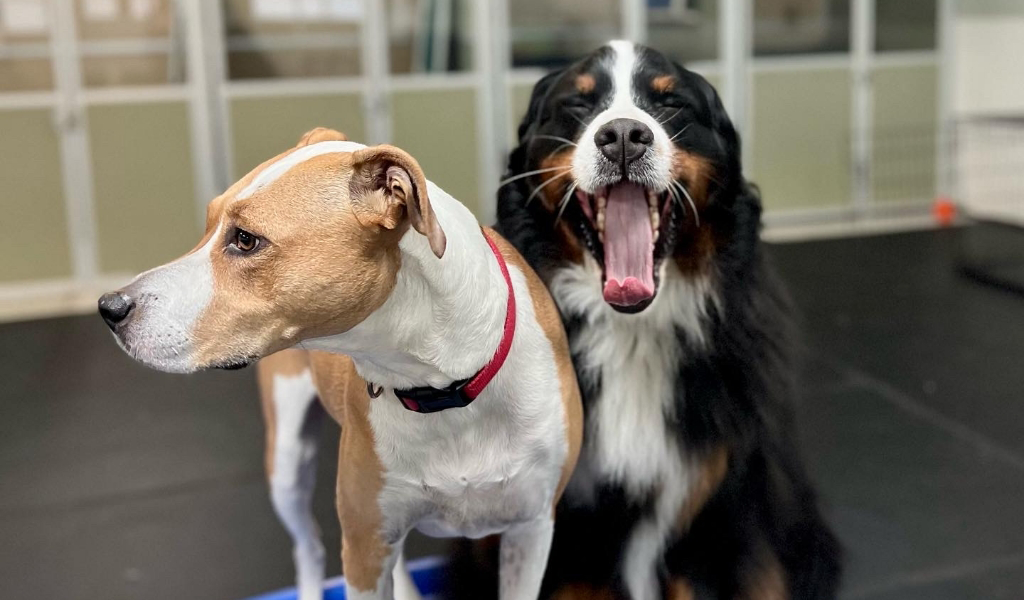 two dogs playing together at dog daycare