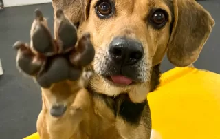 small dog holding paw up at dog daycare