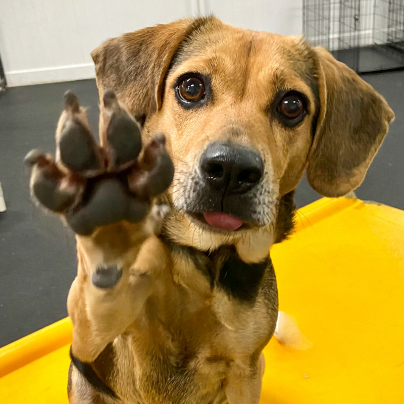 small dog holding paw up at dog daycare